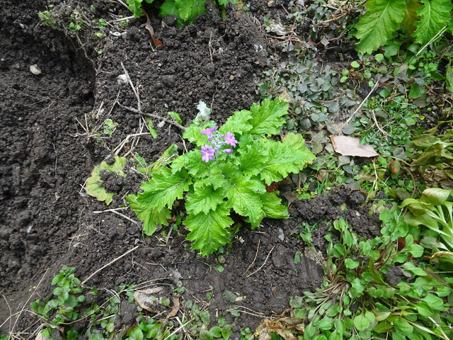桜草　花芽 (4)