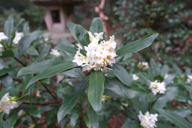 沈丁花　花白 (4)