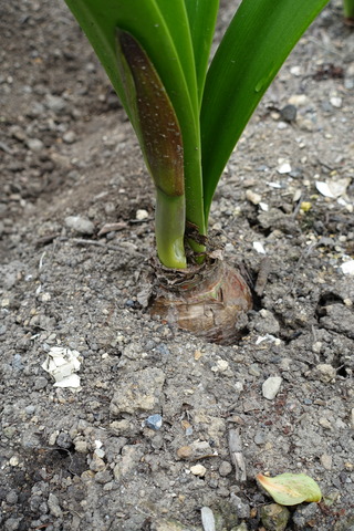 玉ねぎ　花芽 (5)