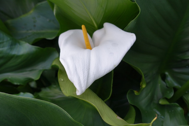 カラー　個性 (6)