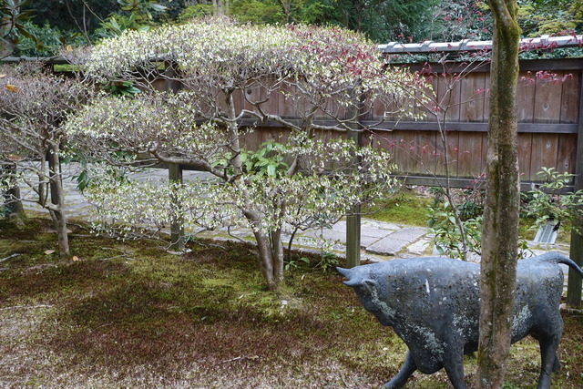 ドウダンツツジ　花　牛 (2)