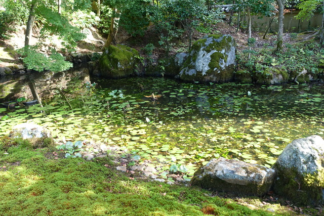 夏の池　水蓮　小さな葉っぱ (2)
