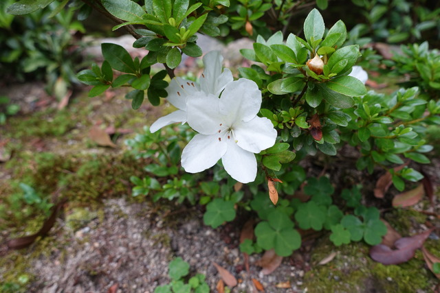 白ツツジ　花 　庭(3)