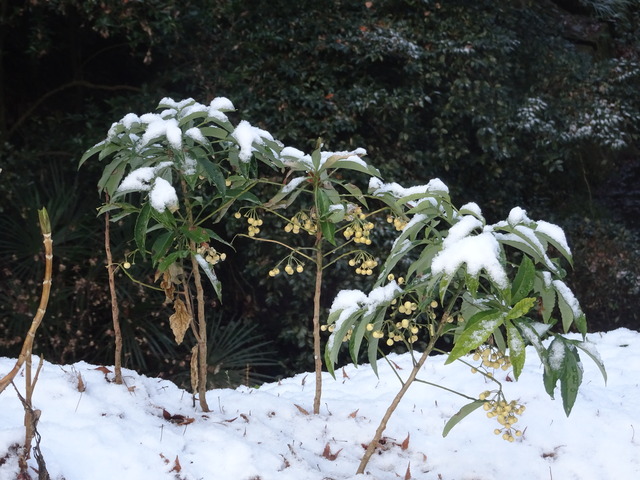 白万両　雪帽子 (1)