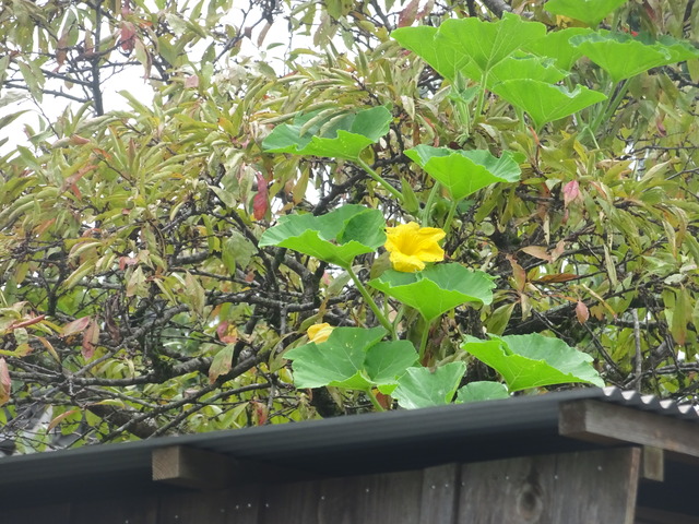 カボチャ　最後の努力 (2)