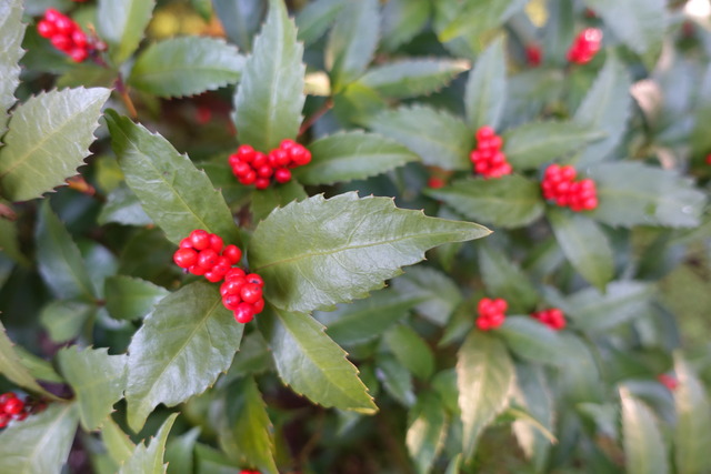 千両　実紅　離れ東 (3)