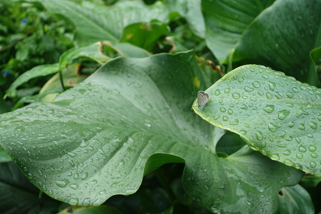 蝶々　カラー葉上　裏庭１ (1)