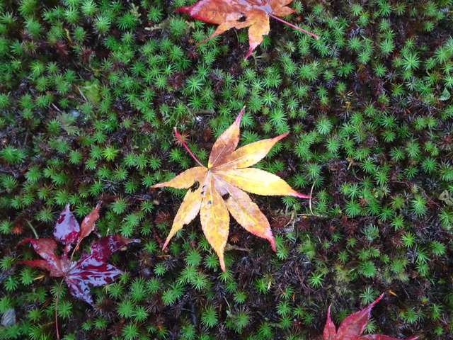 落葉　雨　庭参道 (7)