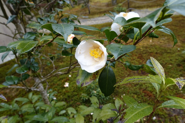 椿　白　八重　花 (6)