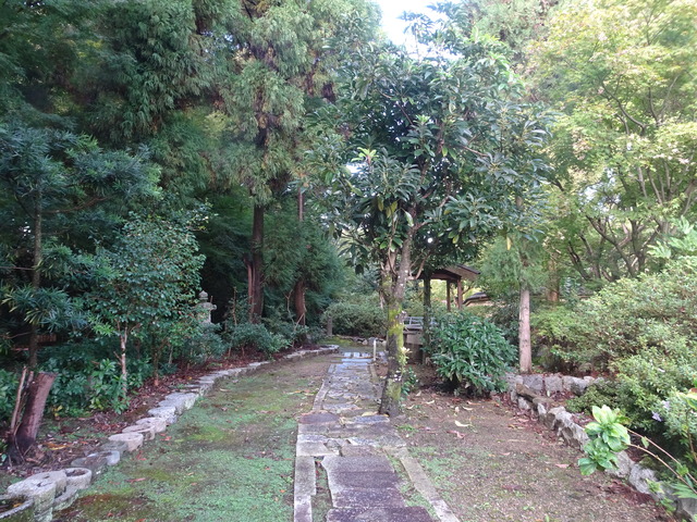 杠（ユズリハ）　と芽吹き (3)