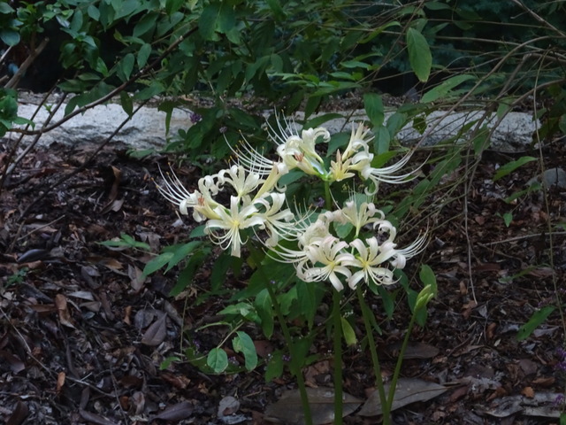 彼岸花　谷崖横　花2410 (5)