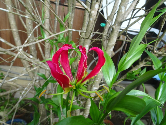 ゲゲノ鬼太郎 (3)