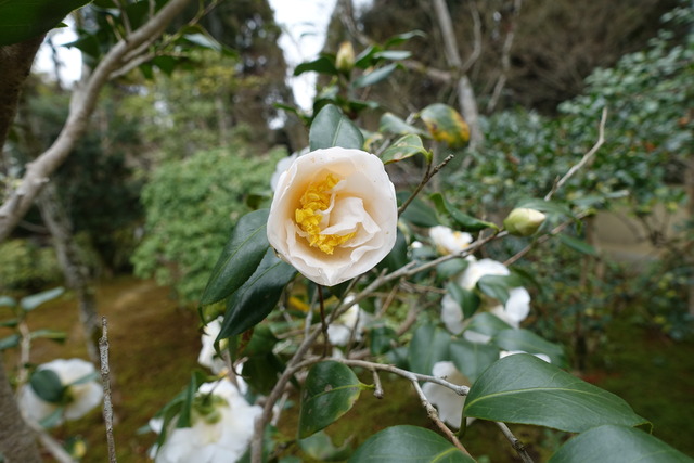 椿　白　八重　庭　花 (5)