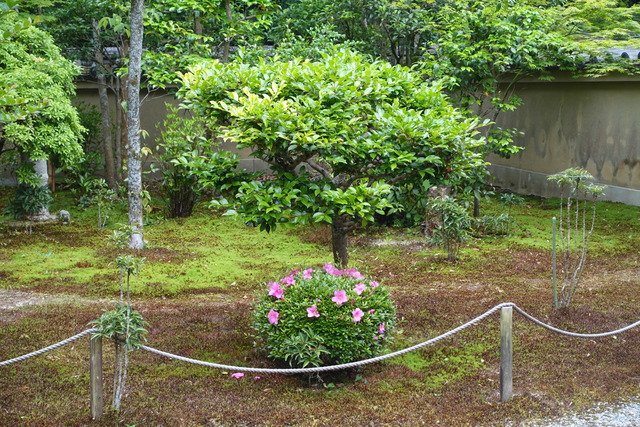 ビフォーアフター　山茶花　庭 (1)