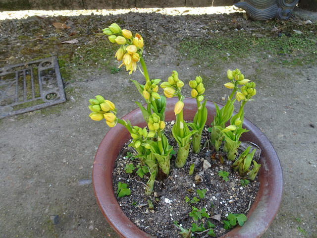 エビネ　花　蕾 (2)