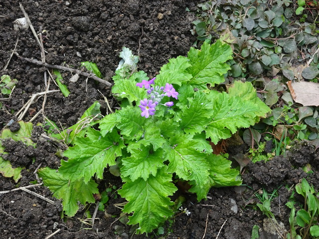 桜草　花芽 (5)
