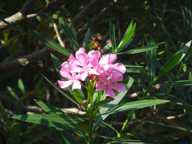 キョウチクトウ　ピンク花 (2)