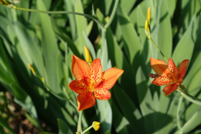 檜扇生花　日本庭園 (4)