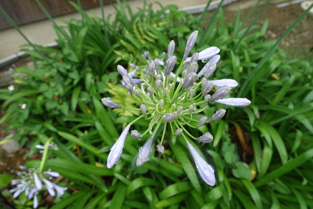 アガパンサス　藤色花　本堂トイレ西 (2)