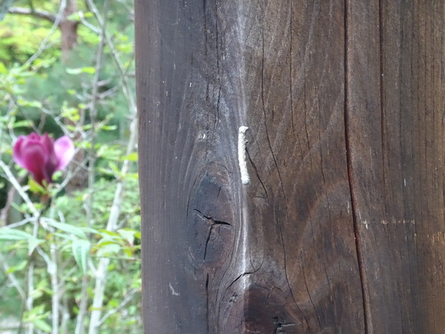 尺取り虫　擬態　中門 (1)