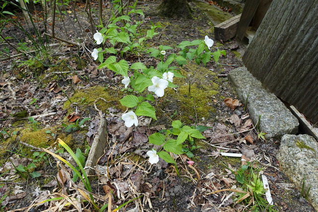 白山吹　花　漆小屋 (2)
