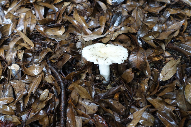 キノコ　白