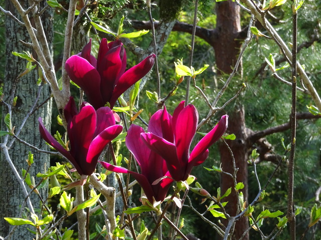 木蓮　紅　花 (1)