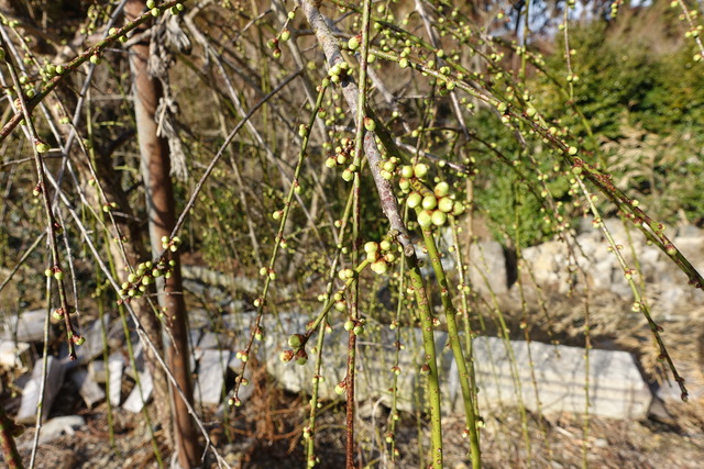 垂れ梅　白　竹やぶ　蕾 (1)