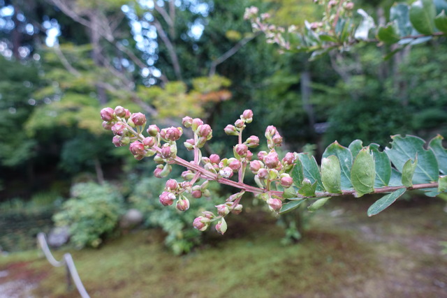 百日紅　紅　花・蕾2408 (7)