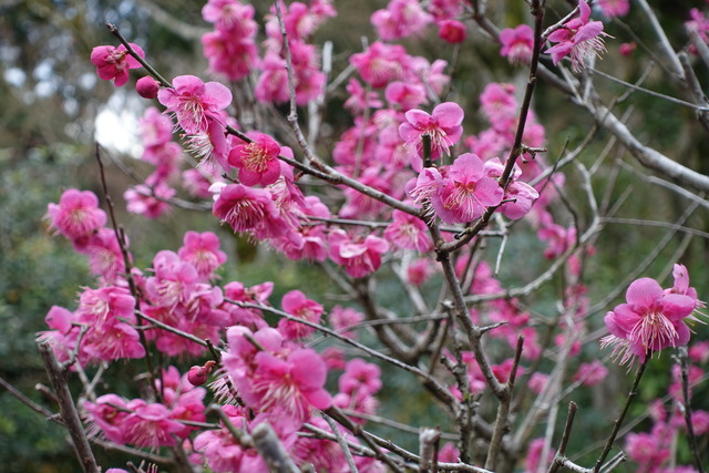 梅　紅梅　満開　中門 (3)