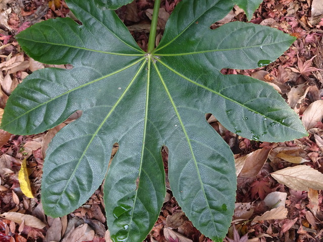 八つ手　葉っぱ・花 (7)