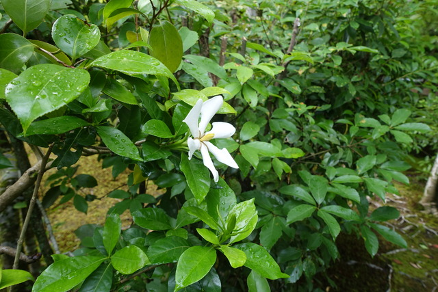 クチナシ　花 (7)