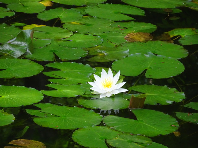 水蓮　花　2506 (2)