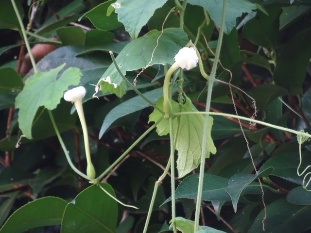 烏瓜　実・花2408 (4)