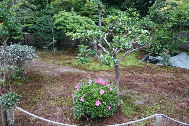 ビフォーアフター　山茶花　庭 (6)