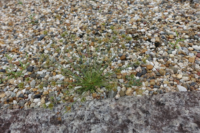 ハリセンボン　ハリイ (2)