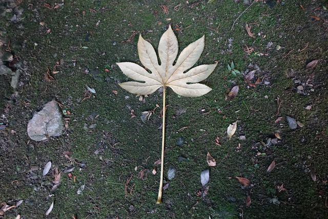 天狗の忘れ物　八つ手（黄） (1)