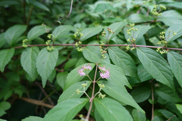 紫式部　花　谷崖上 (2)