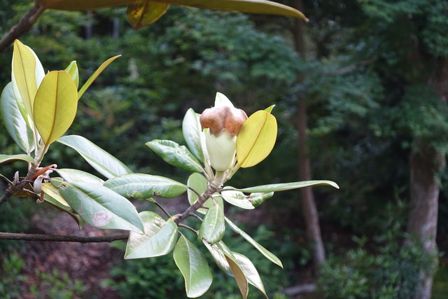 タイサンボク　花の推移　花弁　蕾 (3)