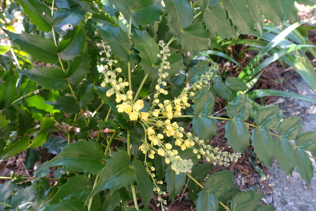 柊南天　花　黄色 (2)