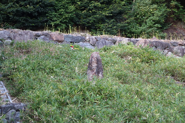 彼岸花　自然苑　花芽2410 (3)