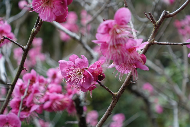 梅　紅梅　満開　中門 (4)