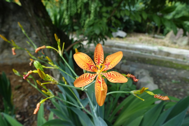 檜扇　葉っぱ　扇 (1)