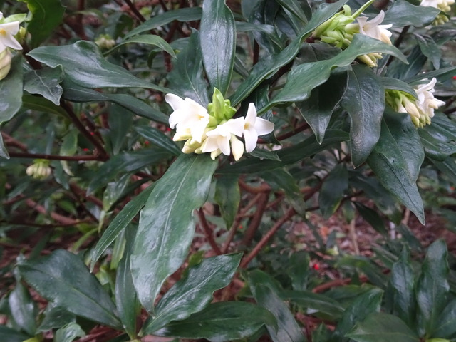 沈丁花　白　花 (5)