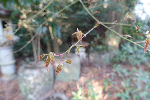 紅葉　葉の芽吹き (1)