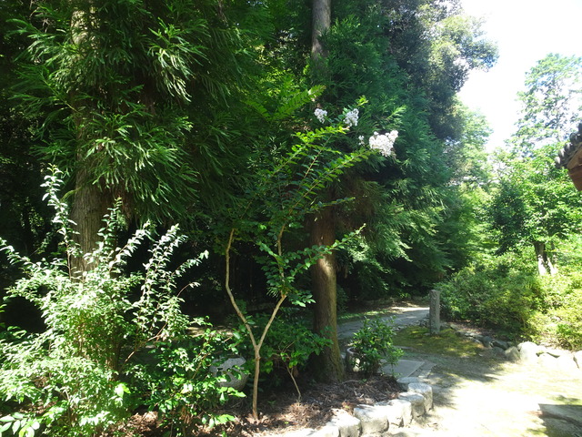 百日紅　花　白　参道 (1)