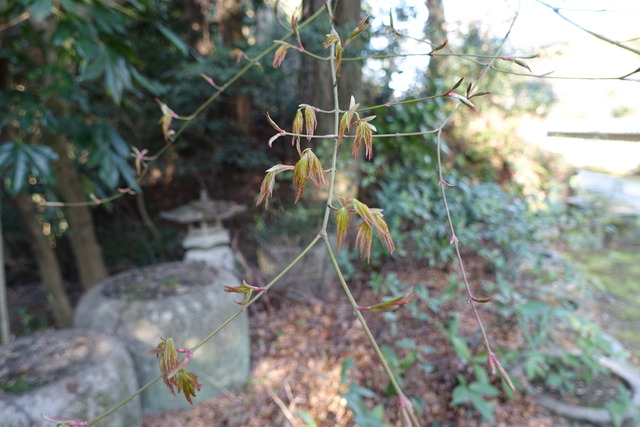 紅葉　葉の芽吹き (2)