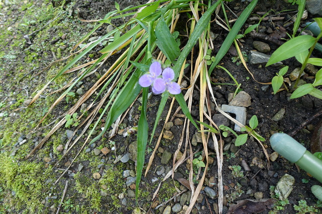 紫露草 (1)
