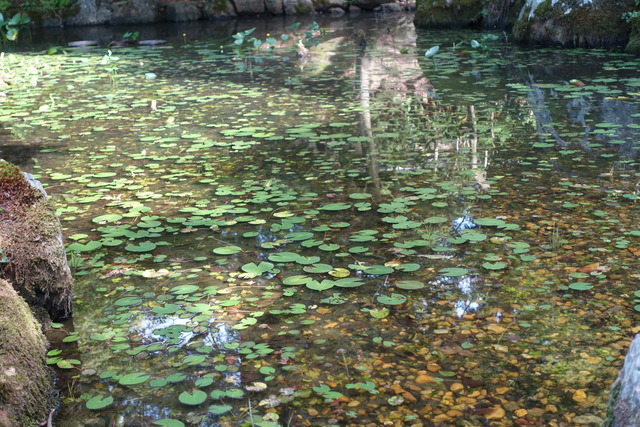 夏の池　水蓮　小さな葉っぱ (1)