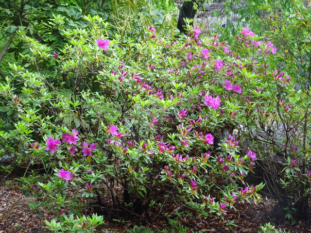 つつじ　花紅 (1)